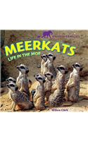 Meerkats