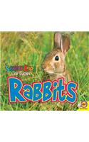 Rabbits: (Science Kids: Life Cycles)