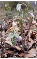 For Mom Hepatica