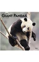 Giant Pandas 2020 2020 Square Wall Calendar