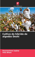 Cultivo do híbrido de algodão Deshi