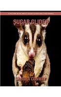 Sugar Glider: A Picture Book about Sugar Glider and Their Babies