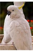 Two White Sulphur Crested Cockatoo Parrots Bird Journal