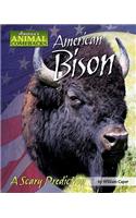 American Bison