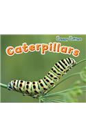 Caterpillars: (Creepy Critters)
