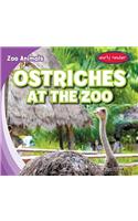 Ostriches at the Zoo
