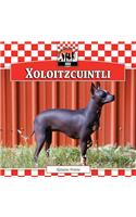 Xoloitzcuintli: (Dogs)