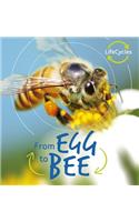 From Egg to Bee