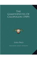 The Gametophytes Of Calopogon (1909)
