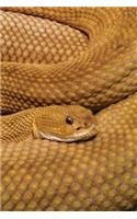 Basilisk Rattlesnake Journal: Blank Diary Notebook Log(39 Wildlife 365 Lined)