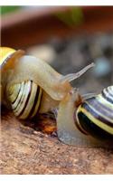 Two Snails Kissing Journal: Take Notes, Write Down Memories in this 150 Page Lined Journa