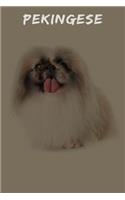 Pekingese