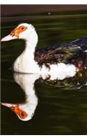 Muscovy Duck with Reflection Journal: Take Notes, Write Down Memories in this 150 Page Lined Journal