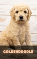 Goldendoodle