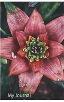 My Journal