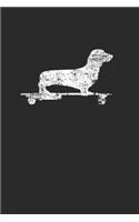 Dachshund On Skateboard