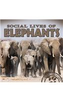 Social Lives of Elephants