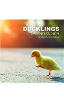 Ducklings Calendar 2019: 16 Month Calendar