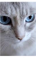 Beautiful Cat Up Close Journal: 150 Page Lined Notebook/Diary