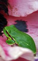 Notebook: Tree Frog Amphibian Frogs 5 x 8 150 Ruled Pages