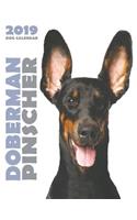 Doberman 2019 Dog Calendar