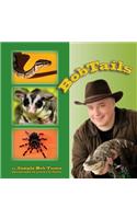 Bobtails