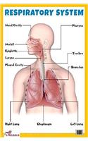 Respiratory System Educational Chart