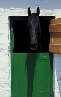 Horse Photo School Composition Book Equine Stabled Horse French Door