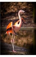 Cute Animal Journal #24: Flamingo (Lined Pages): 200 Page Journal