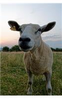Curious Shorn Sheep in a Meadow Journal