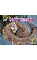 Cottonmouth