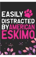 Easily Distracted by American Eskimo