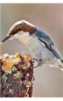 Brown-headed Nuthatch (Sitta Pusilla) Bird Journal