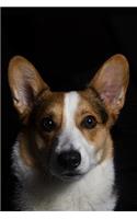 Corgi Notebook: Blank Lined Corgi Dog Journal: Close Up Corgi Portrait on Black Background