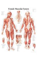 Muscular System with Female Figure Paper Poster: Wall Chart(English)