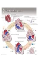 Cardiac Cycle Laminated Poster