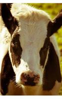 Brown and White Cow in the Meadow Journal