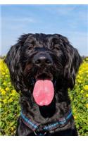 Labradoodle