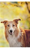 Border Collie September Notebook & Journal. Productivity Work Planner & Idea Notepad