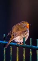 Puffed Up Robin on a Fence Journal