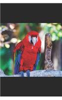 Parrot