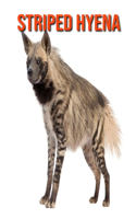 Striped Hyena: Fun Facts & Cool Pictures