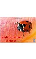 Ladybirds and Bees of the UK 2017