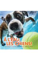 ? l'Eau, Les Chiens!