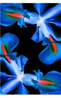 Journal: Blue Iris Floral Flower 6 x 9 Unlined Blank Empty Numbered 200 Pages