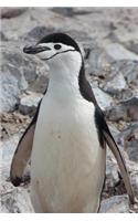 Chinstrap Penguin Hanging Out in Antarctica Journal: 150 page lined notebook/diary