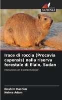 Irace di roccia (Procavia capensis) nella riserva forestale di Elain, Sudan