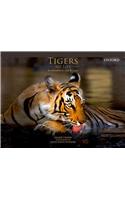 Tigers/my Life