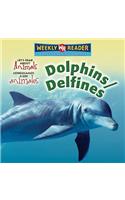 Dolphins / Delfines