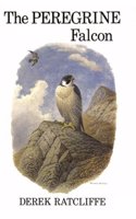 The Peregrine Falcon